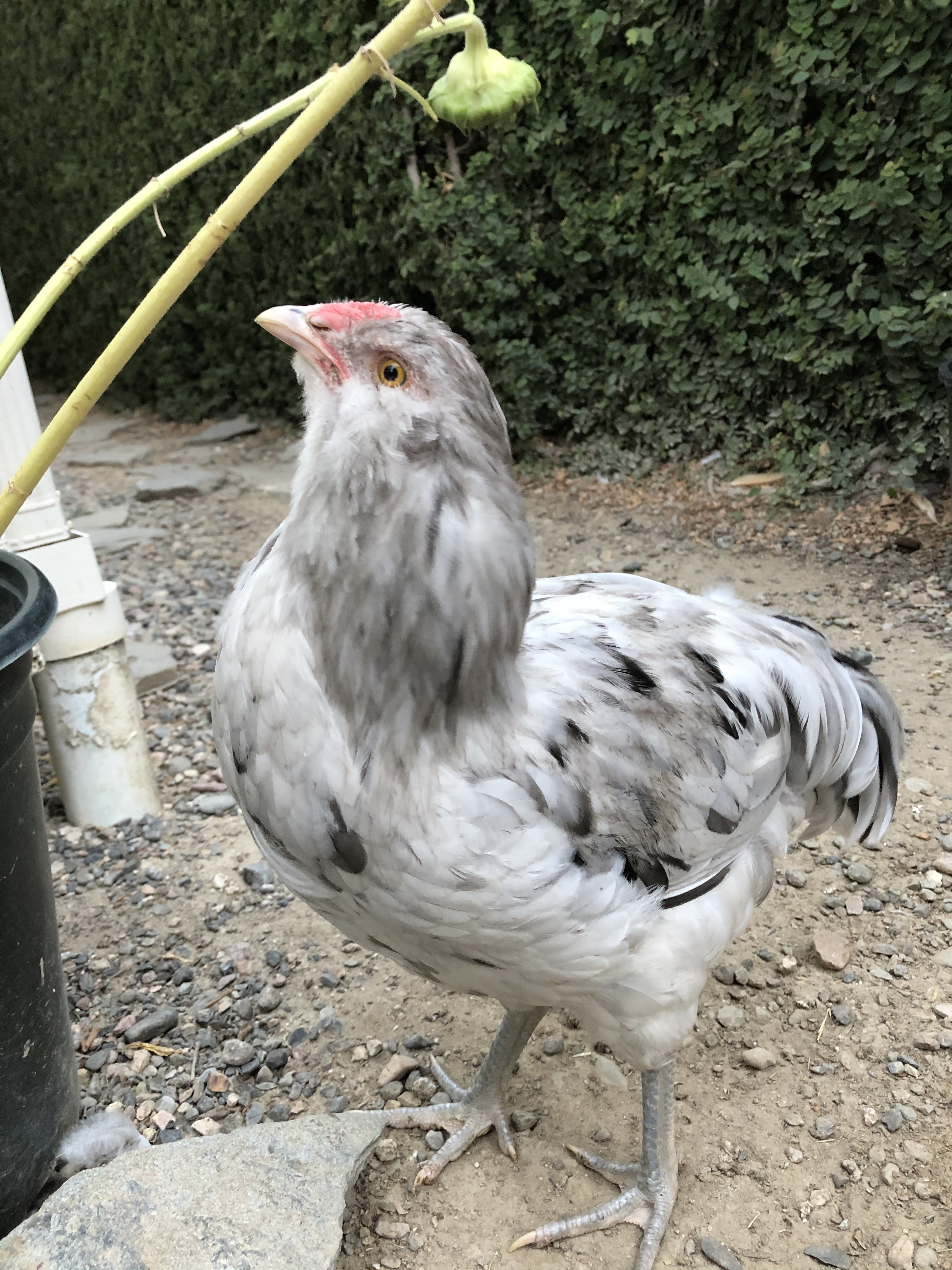 Raising Chickens as pets and for eggs
